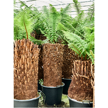 Dicksonia antarctica 4DIANRS16