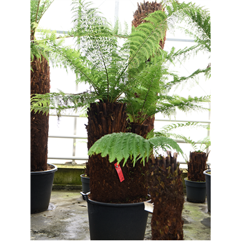 Dicksonia antarctica 4DIANMS33