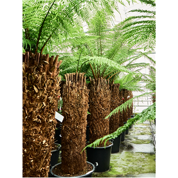 Dicksonia antarctica 4DIANRS53