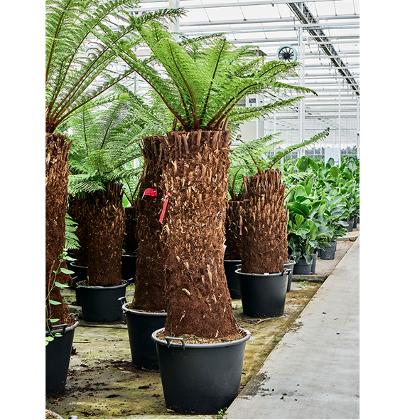 Dicksonia antarctica 4DIANRS56