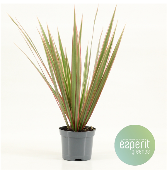 Dracena Bicolor F00001116