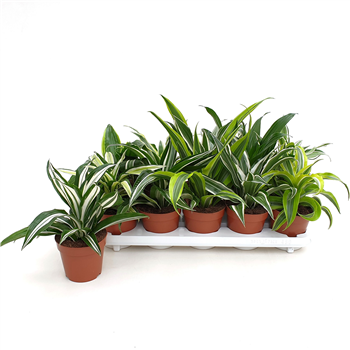 Dracena Dragonmix F00004843