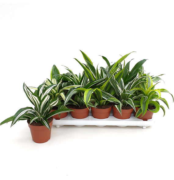 Dracena Dragonmix F00004843