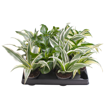 Dracena Dragontree mix F00001981