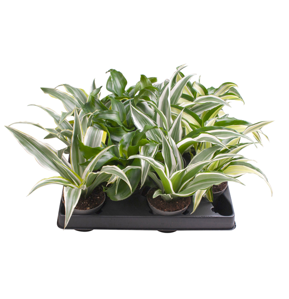 Dracena Dragontree mix F00001981