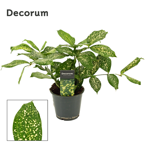 Dracena Godsefiana F00000484