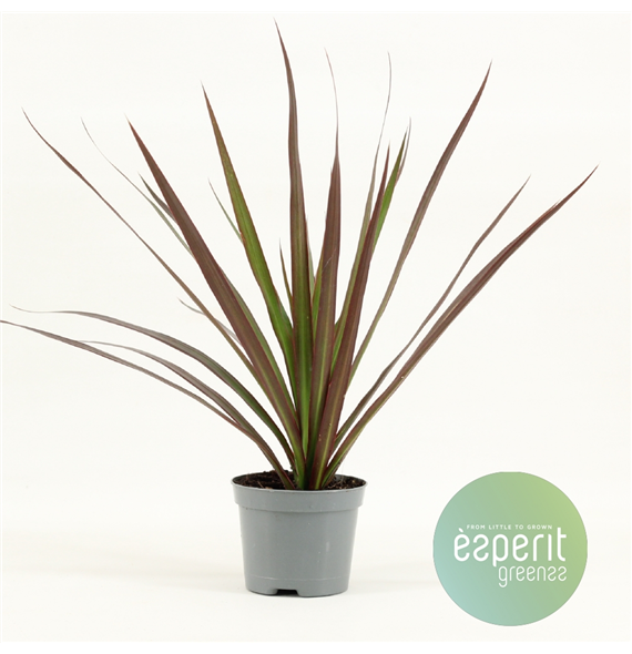 Dracena Magenta F00001117