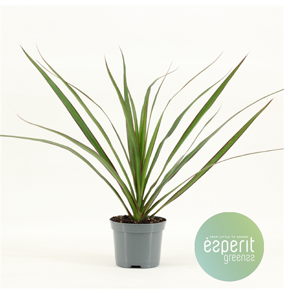 Dracena Marginata F00001118
