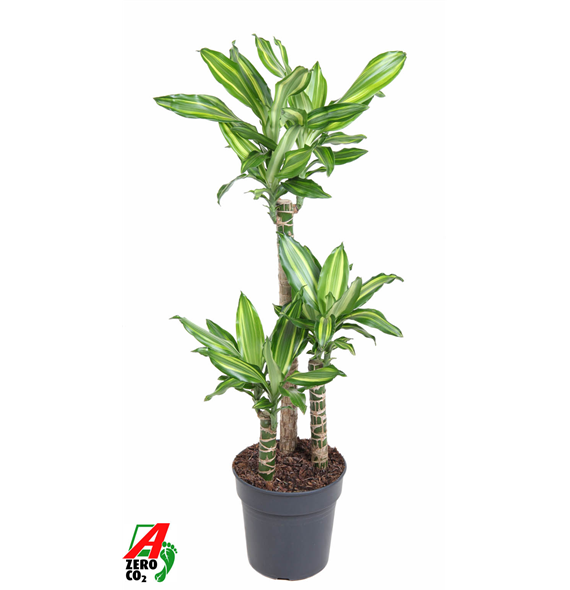Dracena Silver Dream F00002755