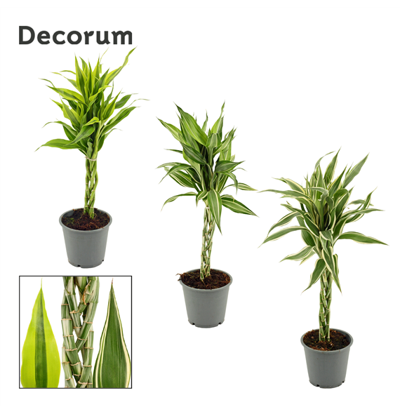 Dracena Sanderiana mix F00000634