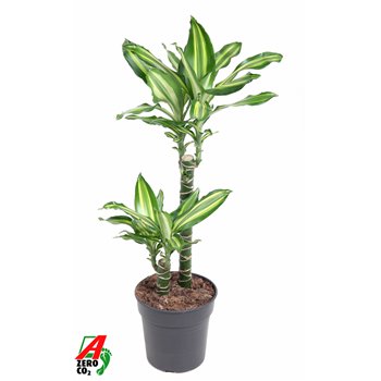 Dracena Silver Dream F00002932