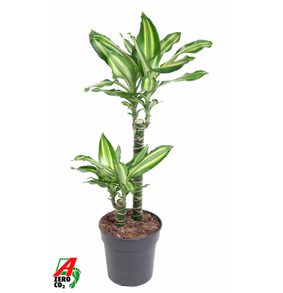 Dracena Silver Dream F00002932