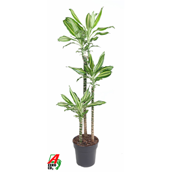 Dracena Silver Dream F00005227
