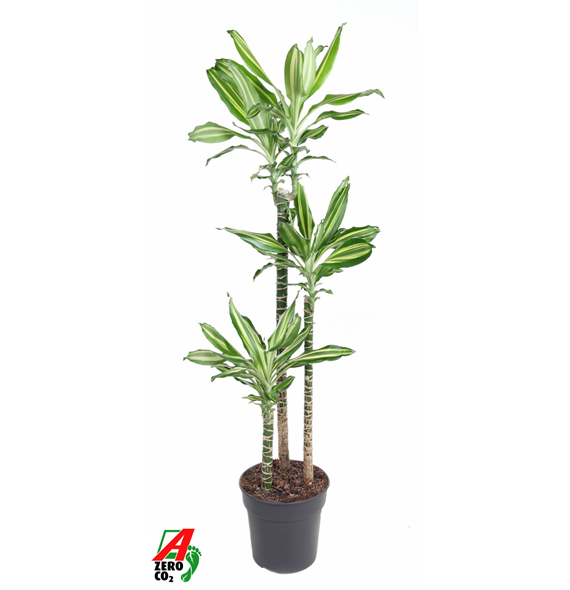 Dracena Silver Dream F00005227