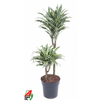Dracena Surprise F00005238