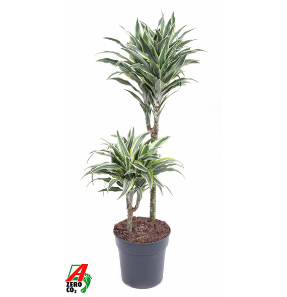 Dracena Surprise F00005238