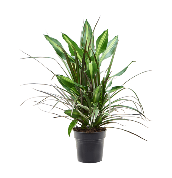 Dracena combo 4DRMIKO17