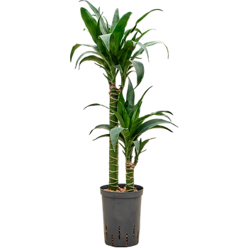 Dracena deremensis 'Black Beauty' 1DRBB2S10