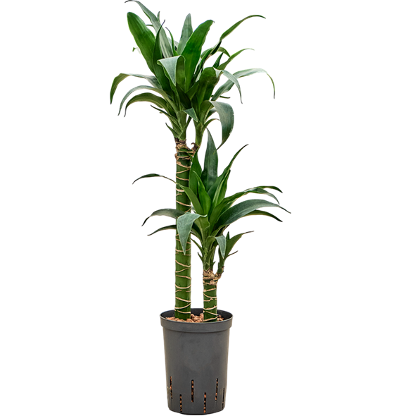 Dracena deremensis 'Black Beauty' 1DRBB2S10