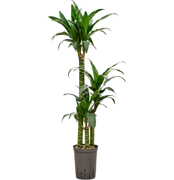 Dracena deremensis 'Black Beauty' 1DRBB3S10