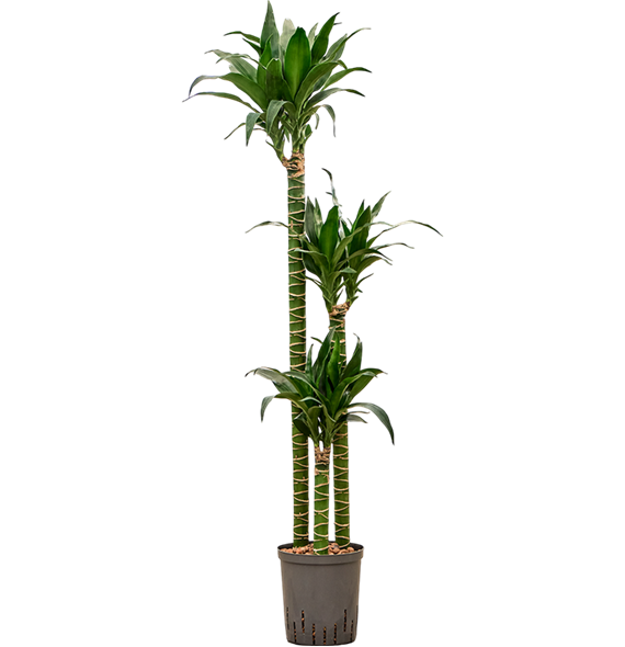 Dracena deremensis 'Black Beauty' 1DRBB3S20