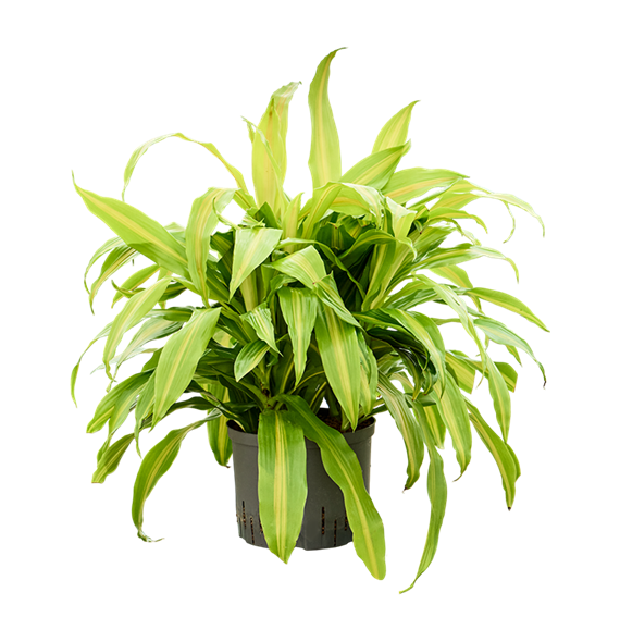 Dracena deremensis 'Bronze' 1DRBR5K25