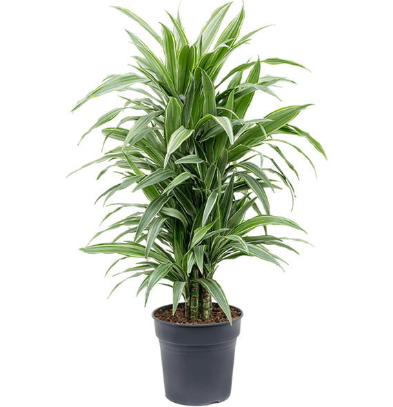 Dracena deremensis 'Warneckei' 4DRDEVT13