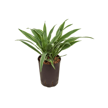 Dracena deremensis 'Warneckei' 1DRDE2K10