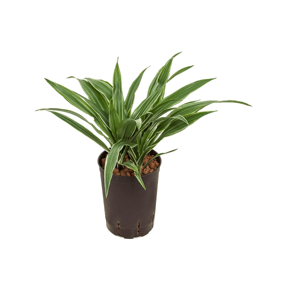 Dracena deremensis 'Warneckei' 1DRDE2K10