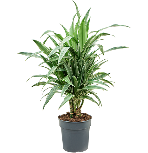 Dracena deremensis 'Warneckei' 4DRDEVT90