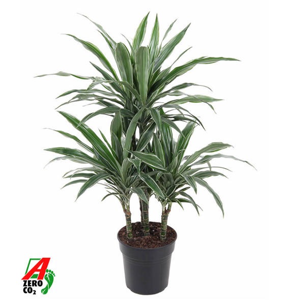 Dracena deremensis 'Warneckei' F00002489
