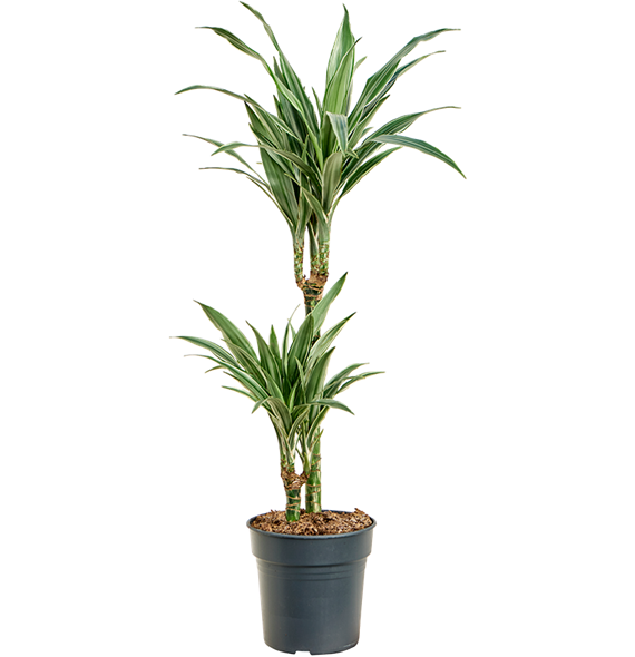 Dracena deremensis 'Warneckei' 4DRDE2S21