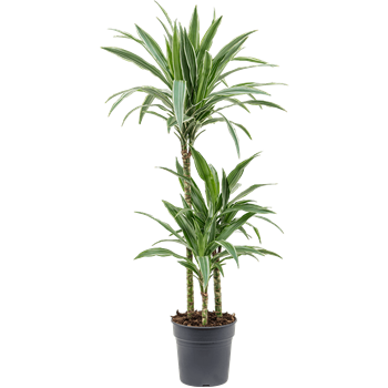 Dracena deremensis 'Warneckei' 4DRDE3S05