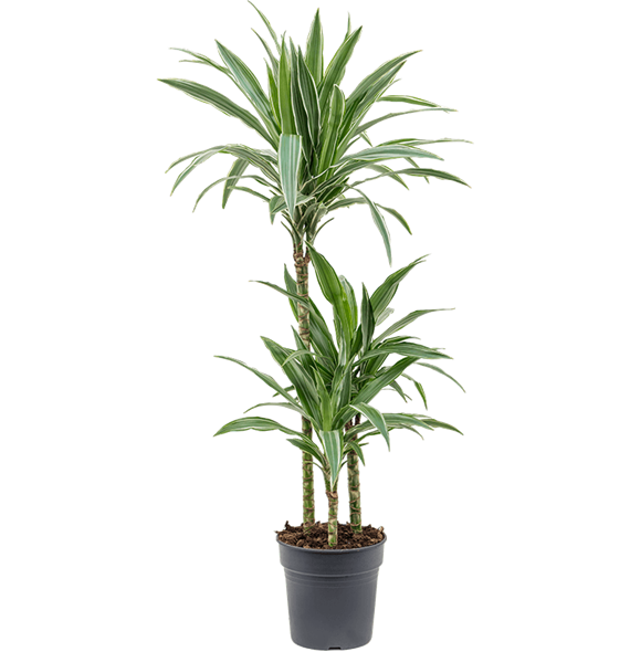 Dracena deremensis 'Warneckei' 4DRDE3S05