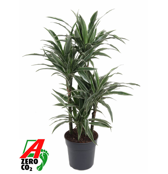 Dracena deremensis 'Warneckei' F00002754