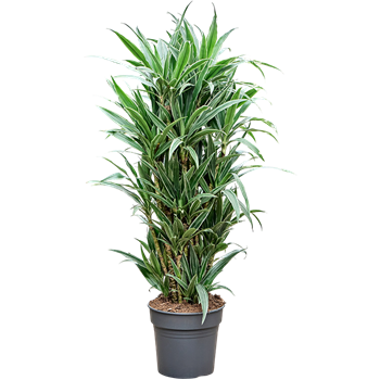 Dracena deremensis 'Warneckei' 4DRDEVT31