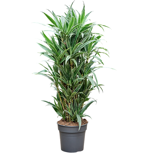 Dracena deremensis 'Warneckei' 4DRDEVT31