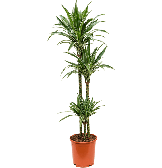 Dracena deremensis 'Warneckei' 4DRDE3S10