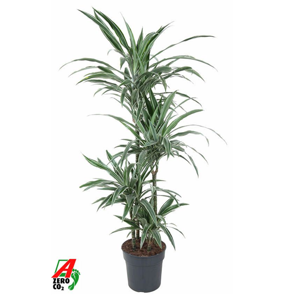 Dracena deremensis 'Warneckei' F00005230