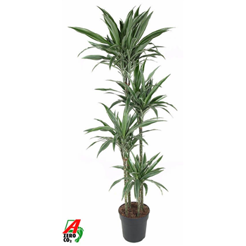 Dracena deremensis 'Warneckei' F00005231