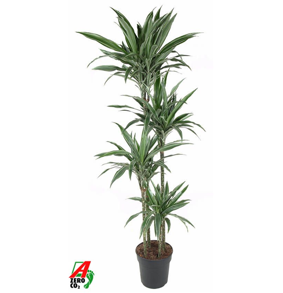 Dracena deremensis 'Warneckei' F00005231
