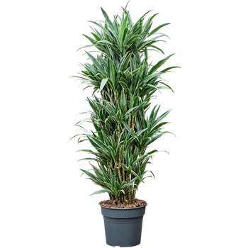 Dracena deremensis 'Warneckei' 4DRDEVT12