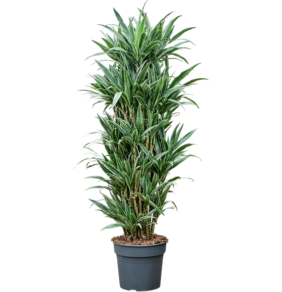 Dracena deremensis 'Warneckei' 4DRDEVT12