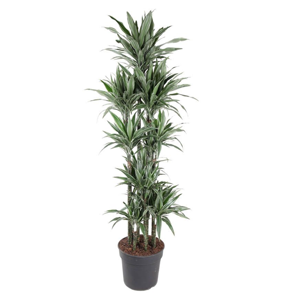 Dracena deremensis 'Warneckei' F00005232