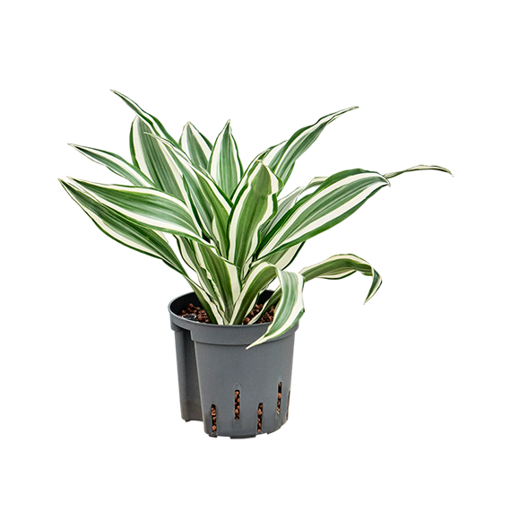 Dracena deremensis 'White Jewel' 2DRWJKO13