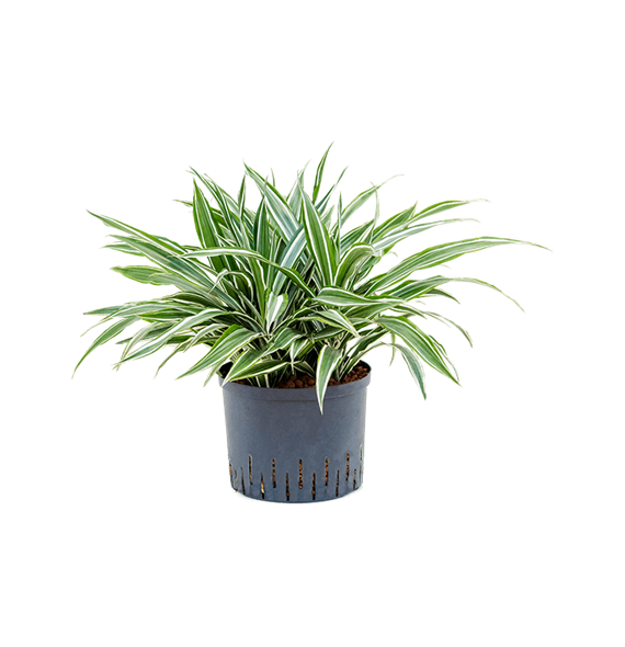 Dracena deremensis 'White Stripe' 1DRWS5K25