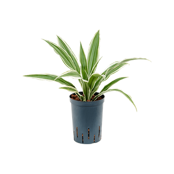 Dracena deremensis 'White Stripe' 1DRWSKO10