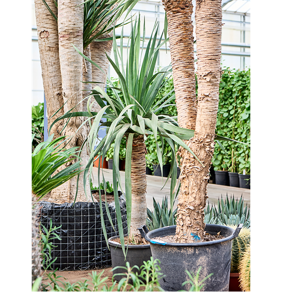 Dracena draco 'Compact' 4DRDRRS05