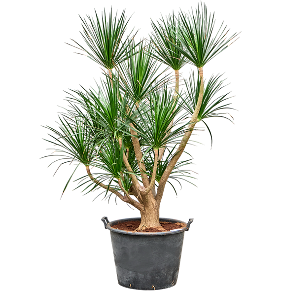 Dracena draco (170/220) 4DRDRSV50