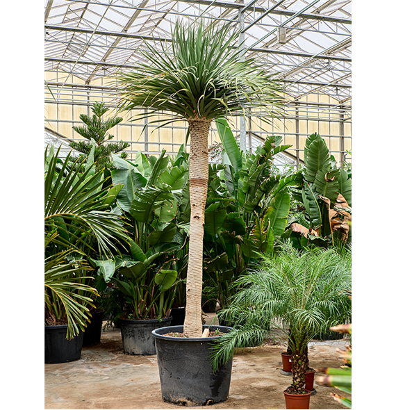 Dracena draco (400-450) 4DRDRRS11